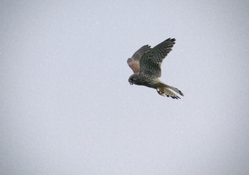 Faucon crécerelle - ML646853154