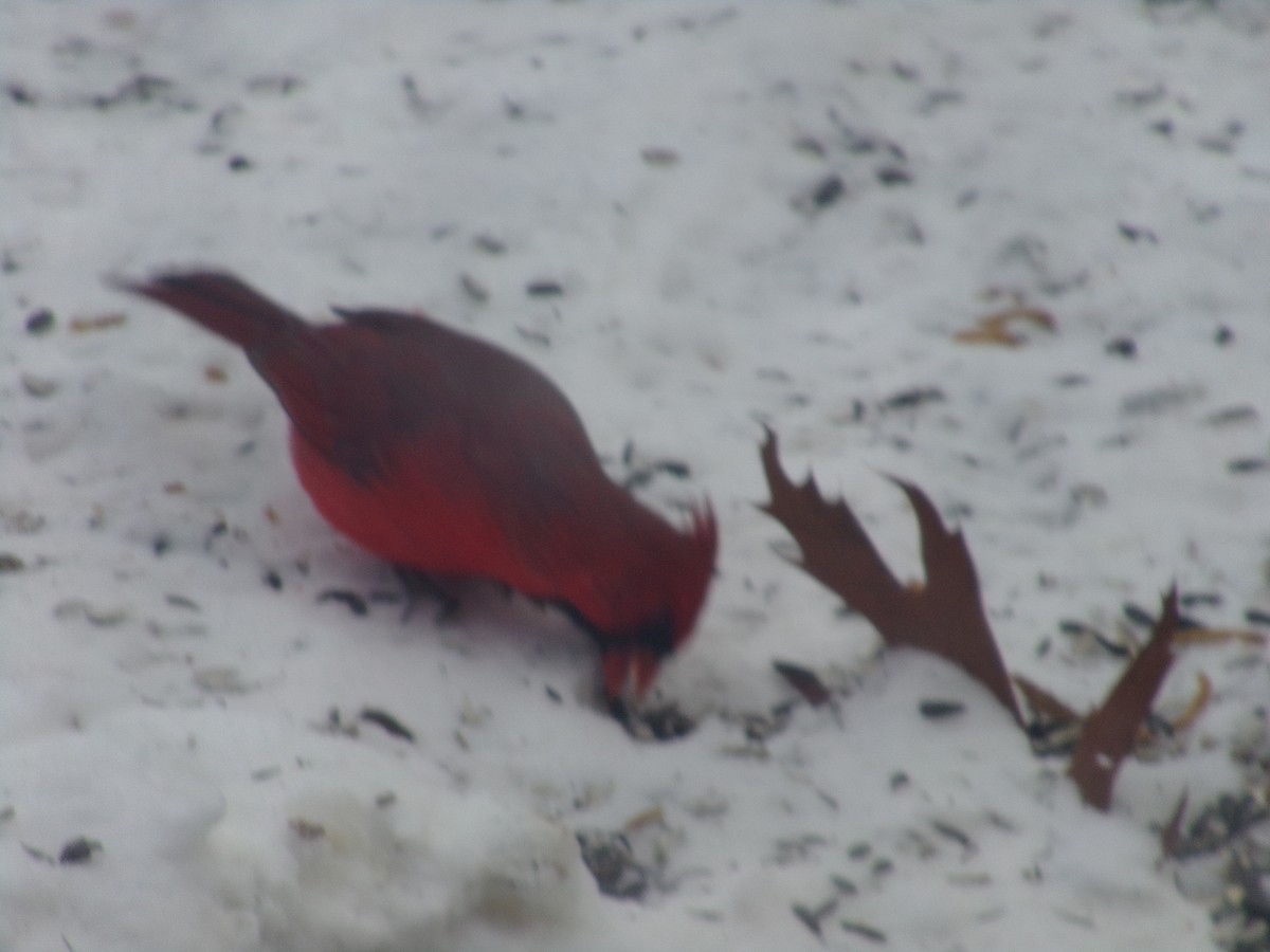 Northern Cardinal - ML646853155