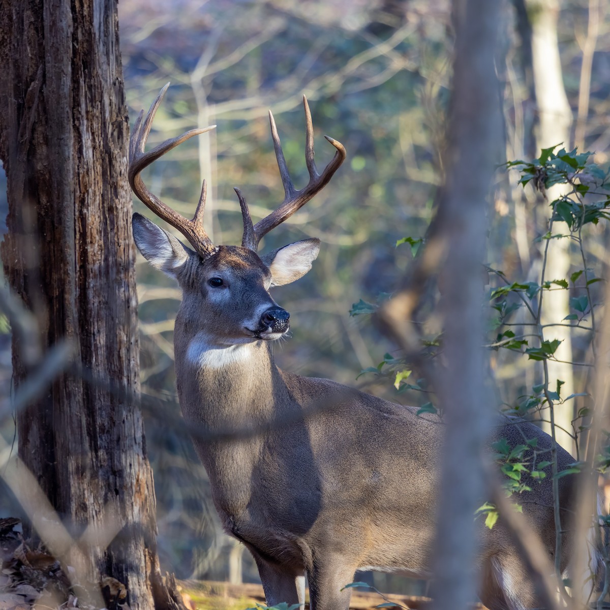 Белохвостый олень - ML646853156