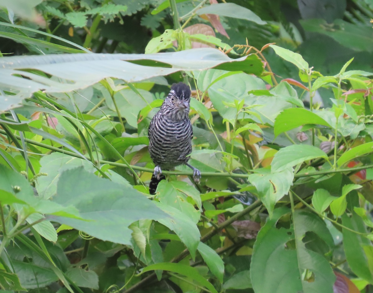 シマアリモズ - ML646853157