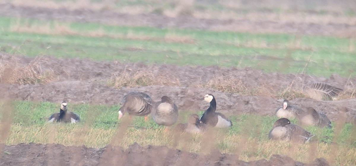 Barnacle Goose - ML646853160