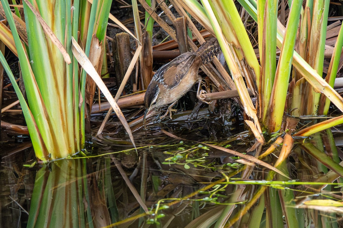 myrsmett - ML646853161