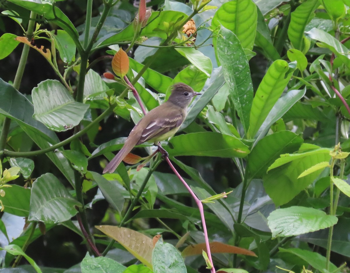 Желтобрюхая эления - ML646853163