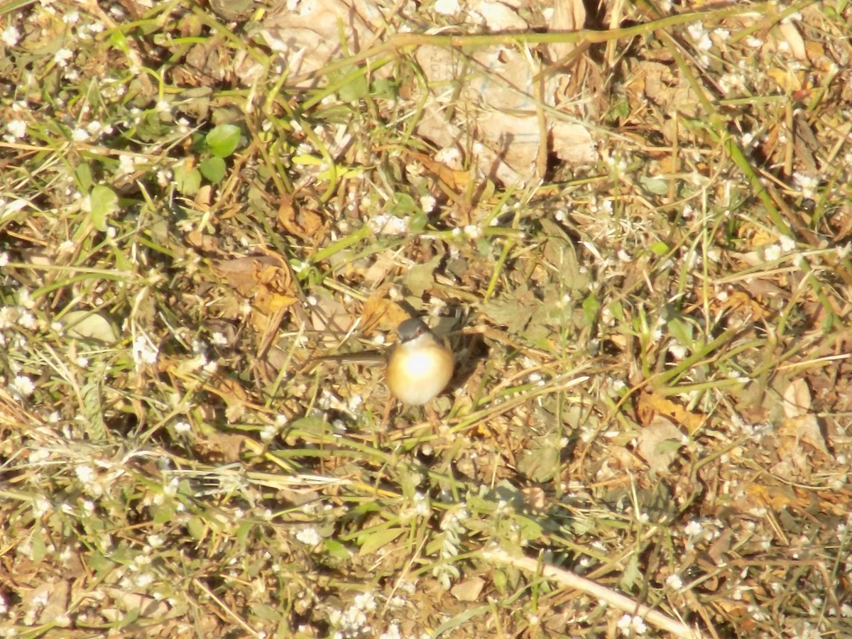 シロハラハウチワドリ - ML646853169