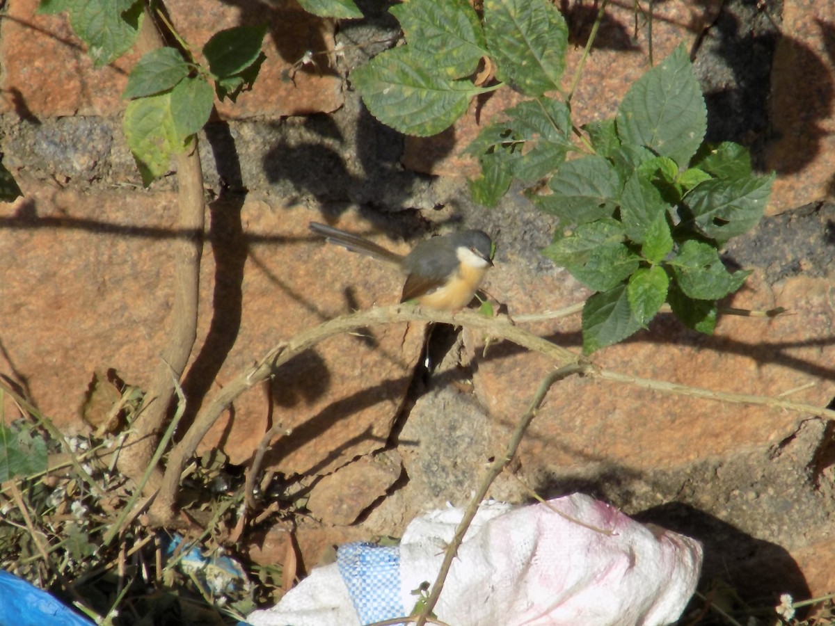 シロハラハウチワドリ - ML646853170