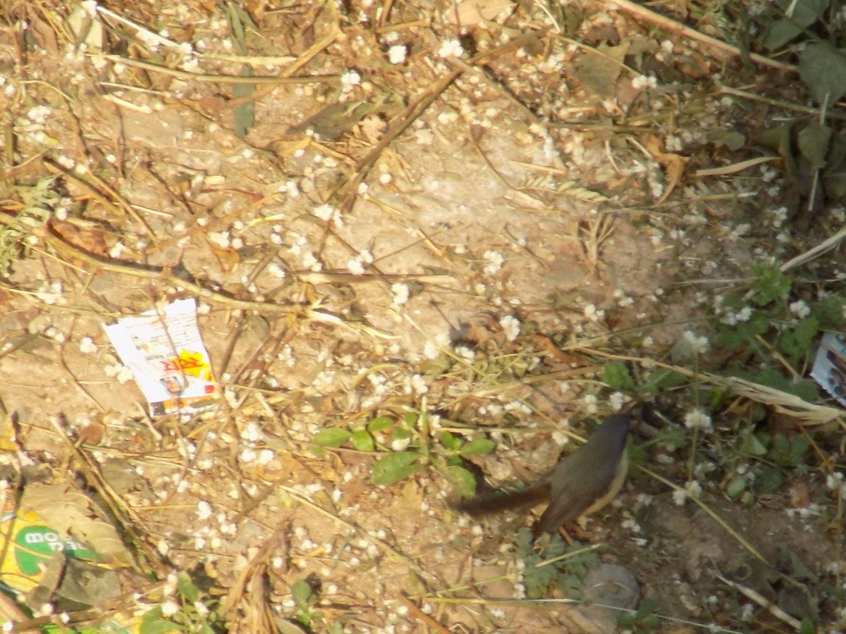 シロハラハウチワドリ - ML646853171