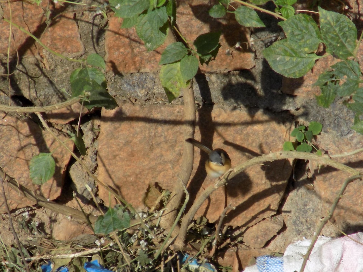 シロハラハウチワドリ - ML646853172