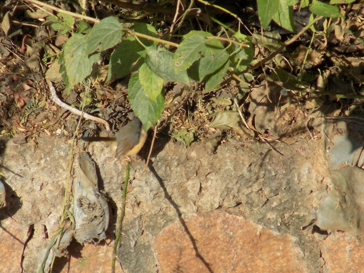 シロハラハウチワドリ - ML646853173