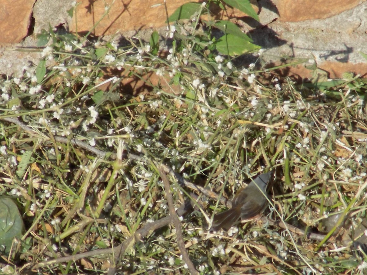 シロハラハウチワドリ - ML646853174