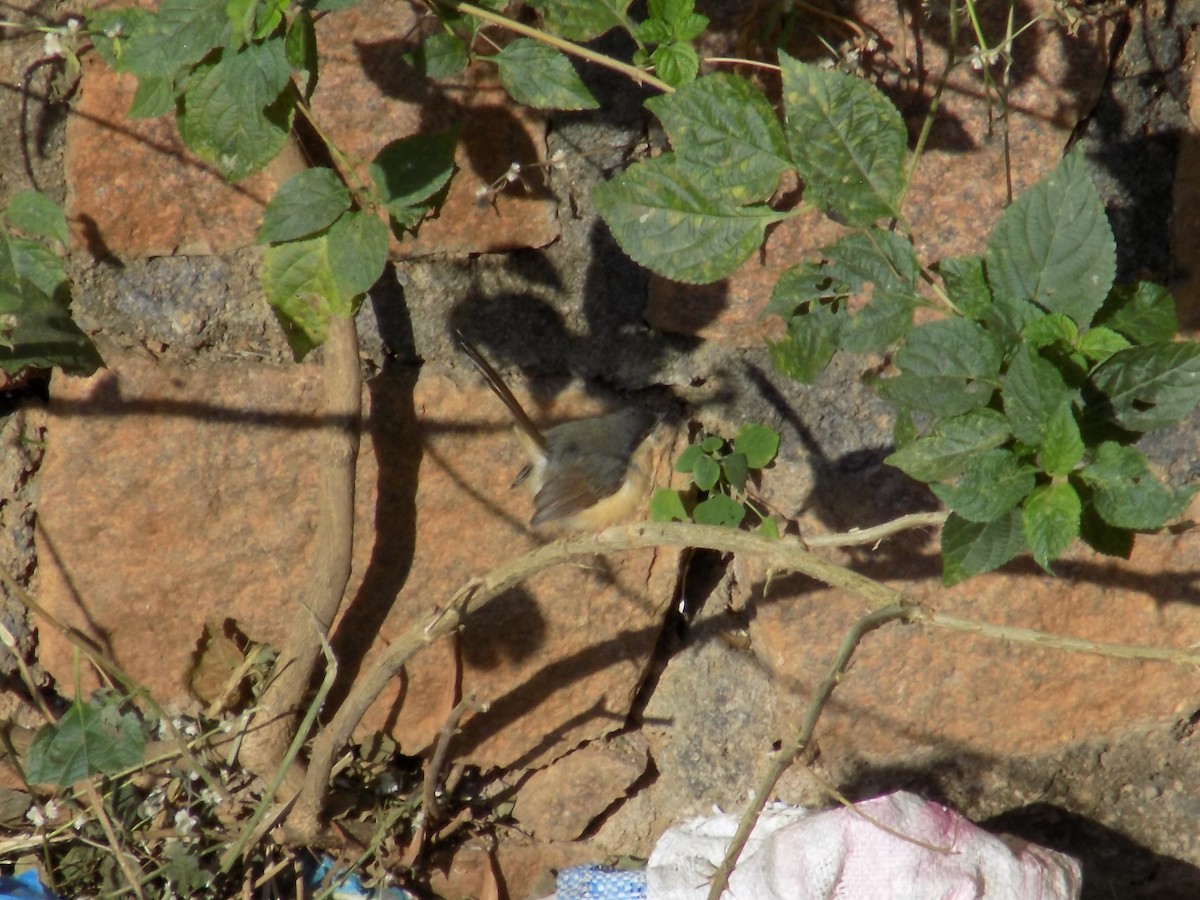 シロハラハウチワドリ - ML646853176