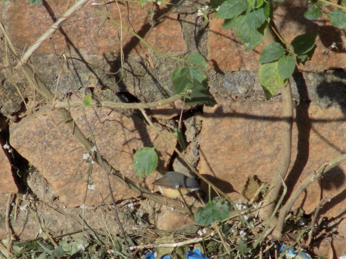 シロハラハウチワドリ - ML646853177