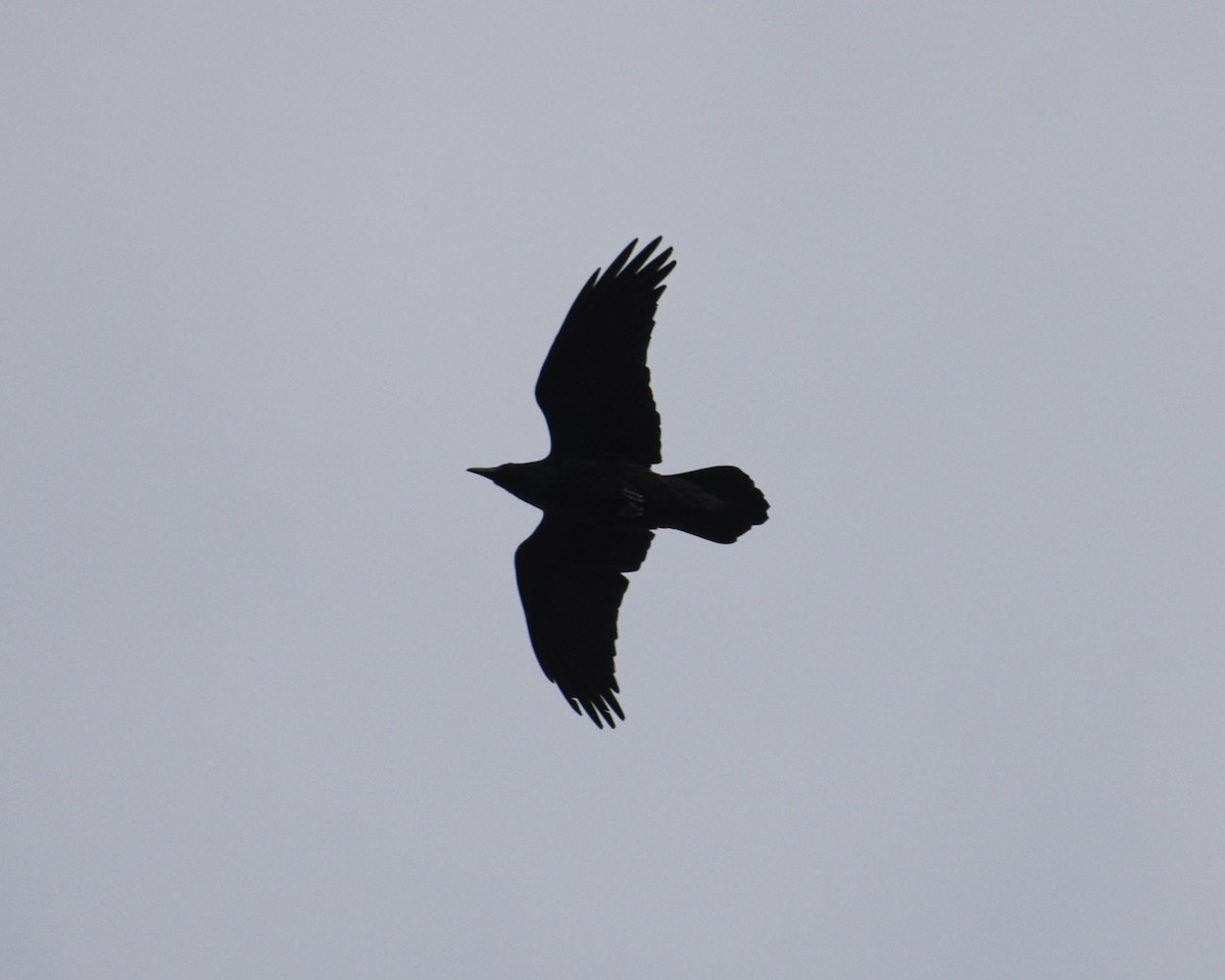 Cuervo Grande - ML646853178