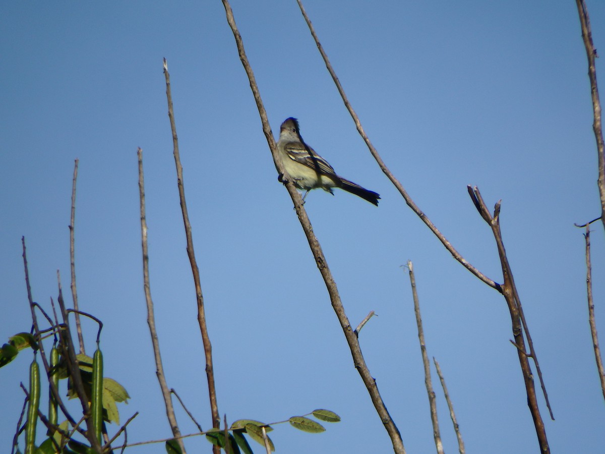 Желтобрюхая эления - ML646853188