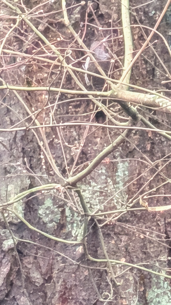 woodpecker sp. - ML646853189