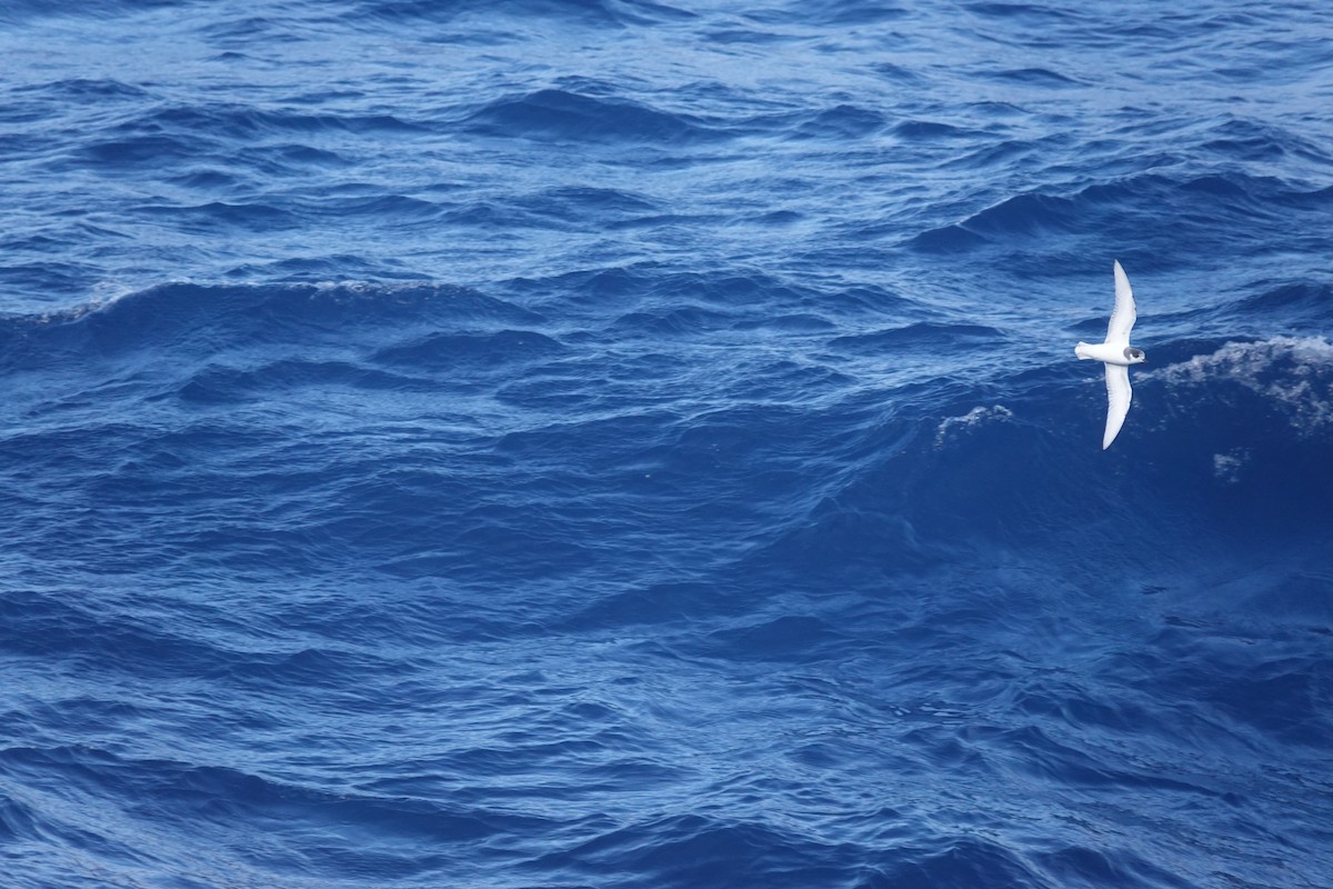 Ak Kuyruklu Priyon - ML646853190