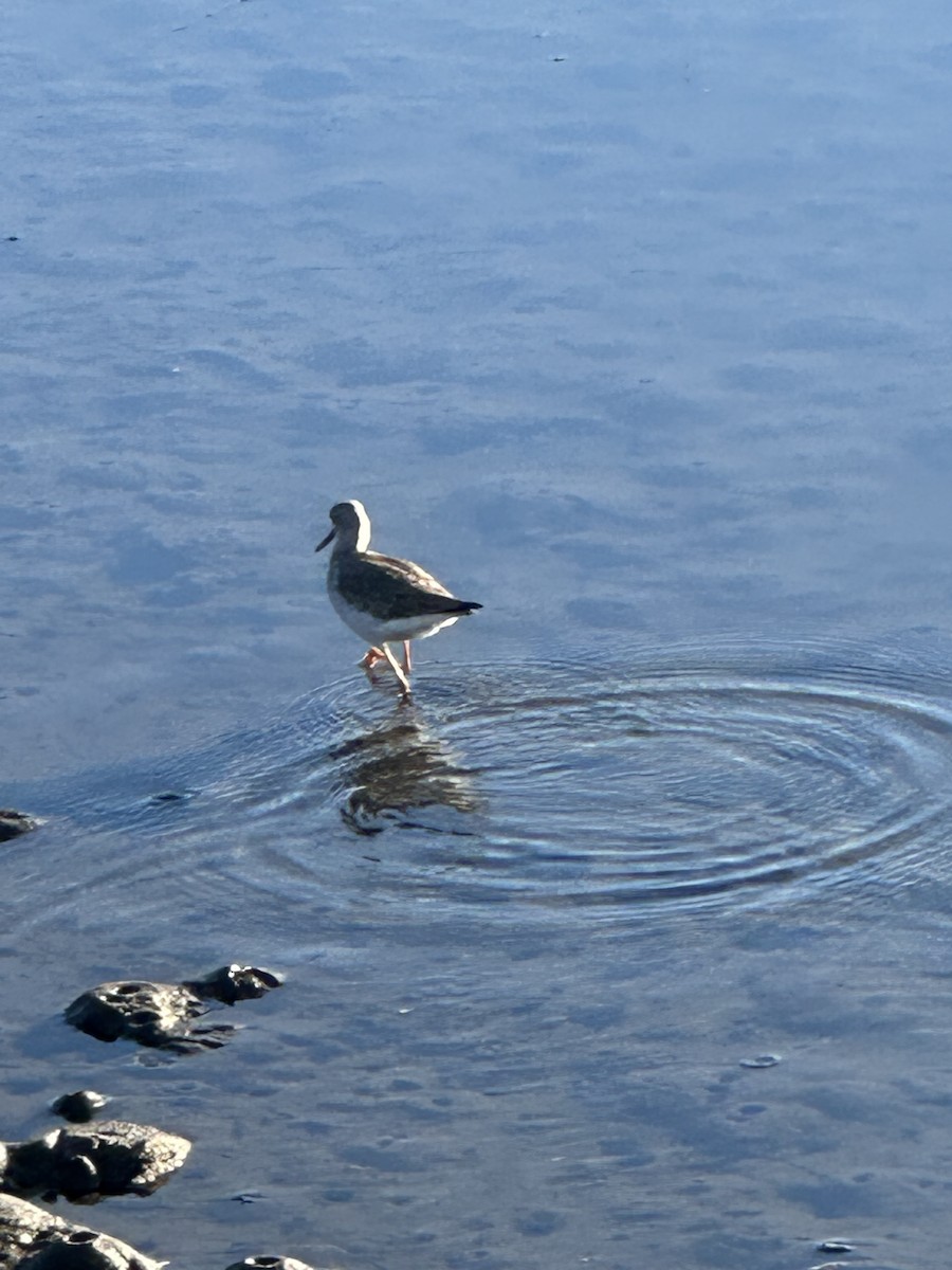 plystresnipe - ML646853192