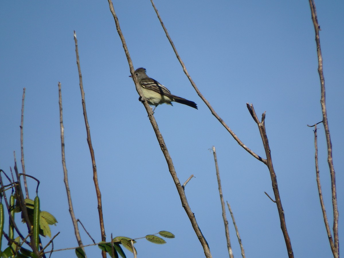 Желтобрюхая эления - ML646853193