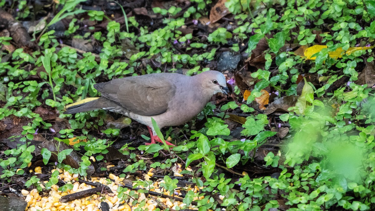 Gray-fronted Dove - ML646853194