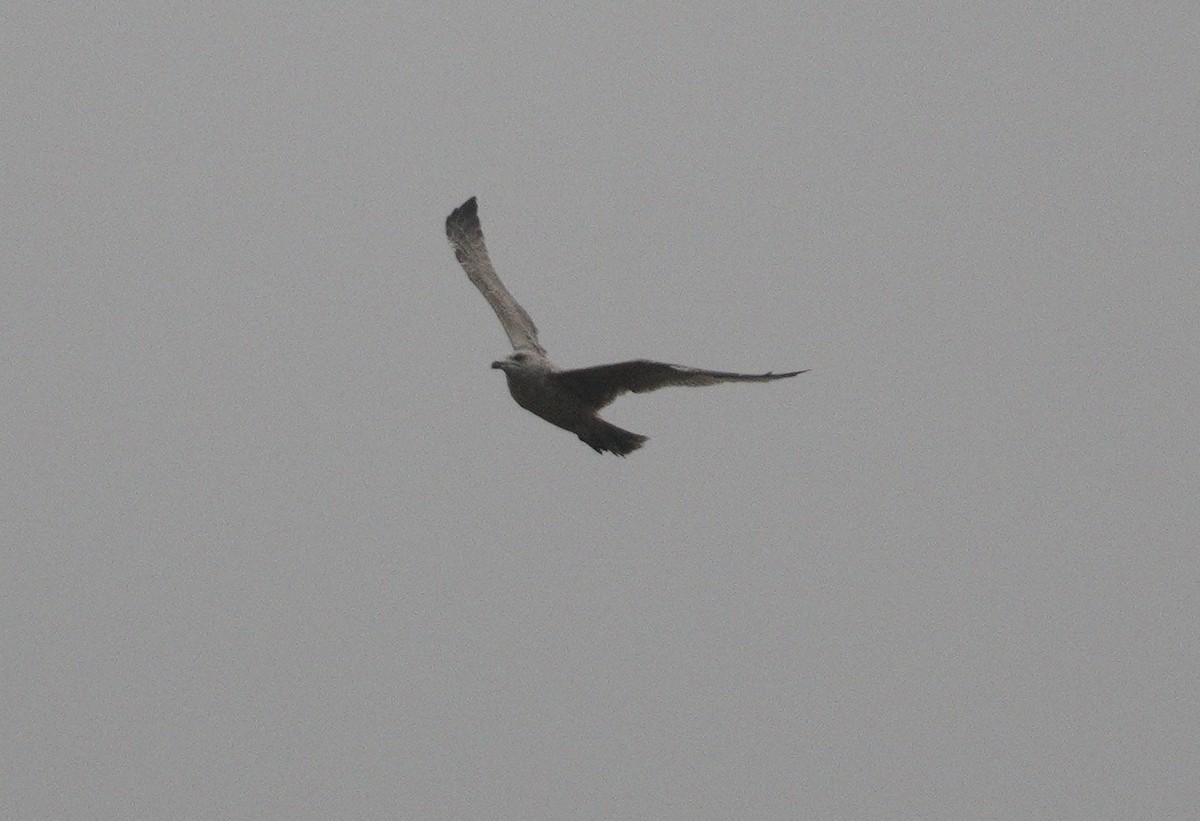 Silbermöwe - ML646853195