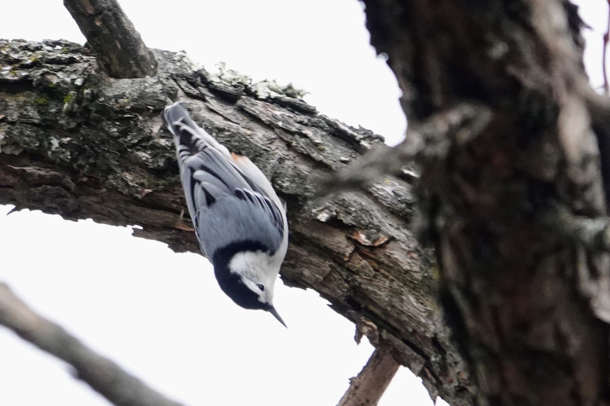 White-breasted Nuthatch - ML646853196