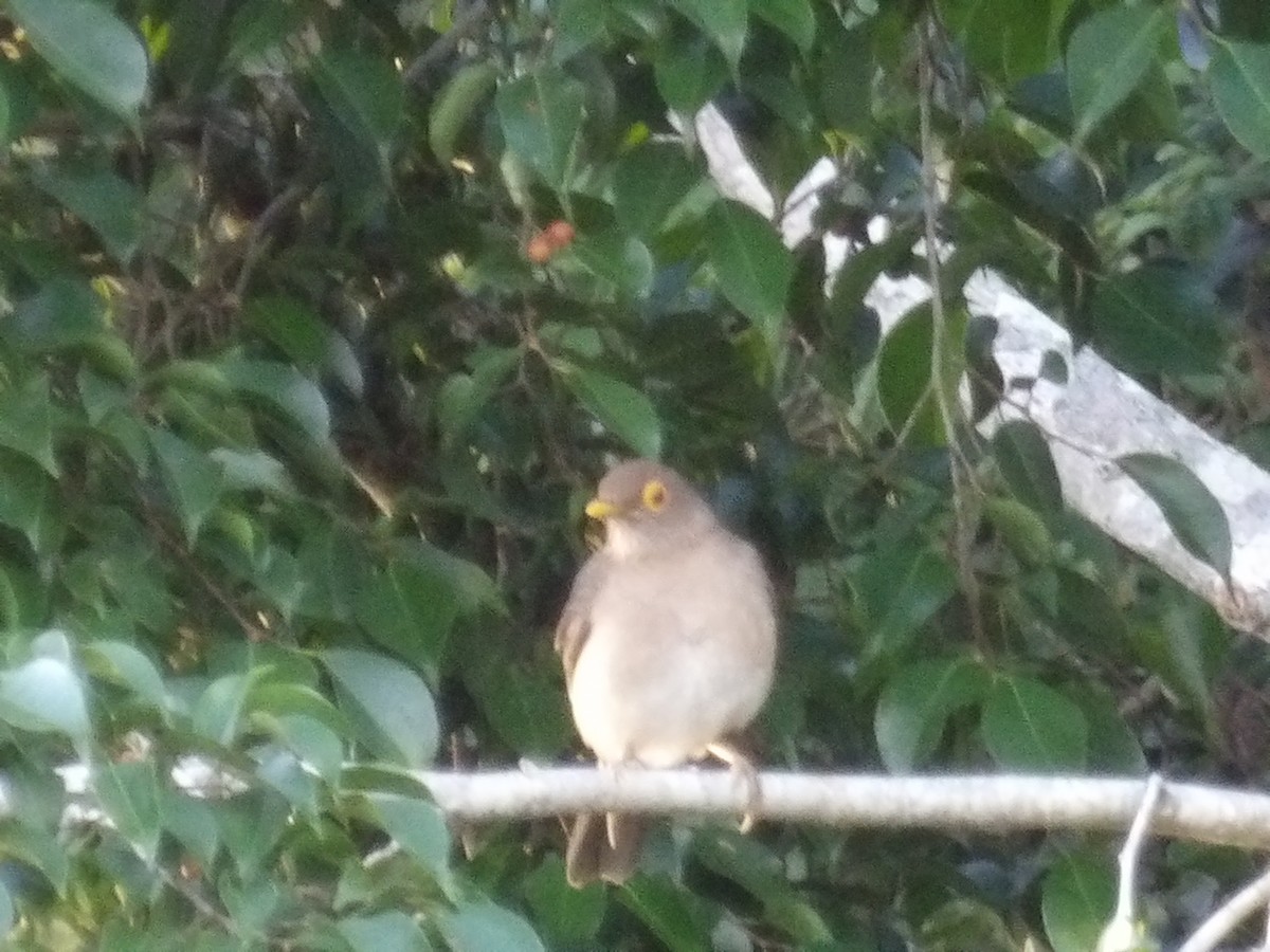 Желтоглазый дрозд - ML646853198