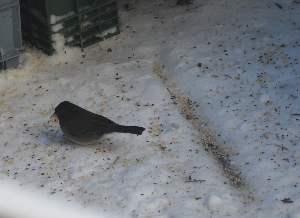 strnadec zimní - ML646853202