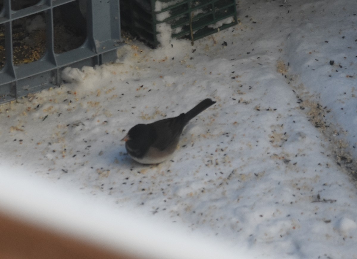 strnadec zimní - ML646853203