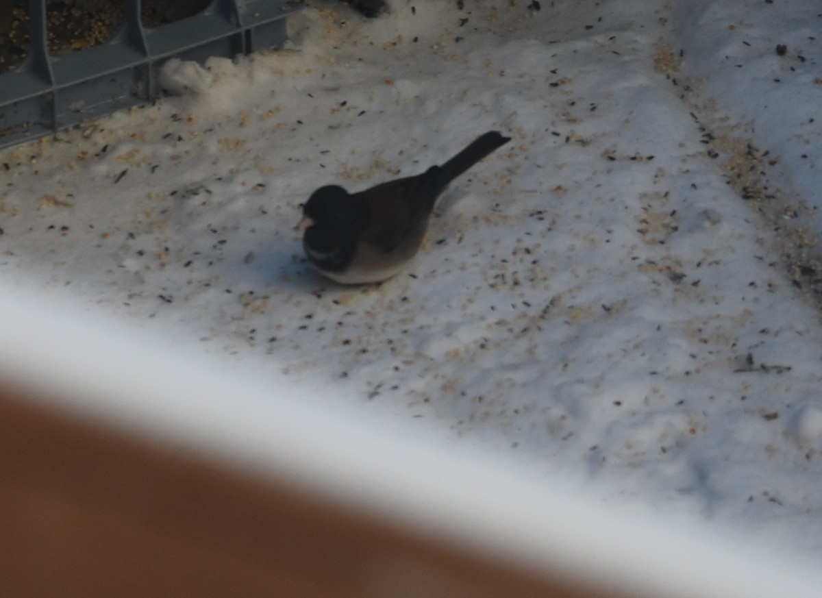 strnadec zimní - ML646853204