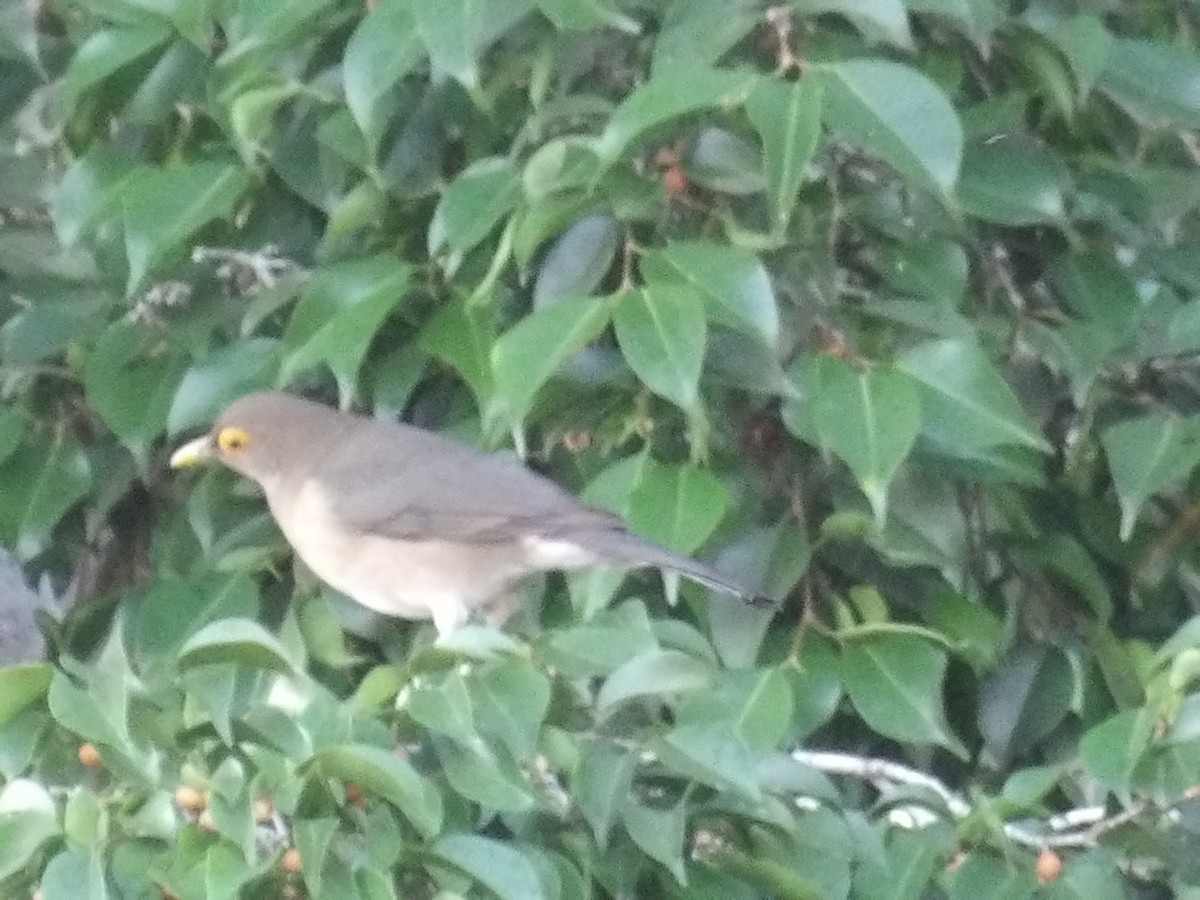 Желтоглазый дрозд - ML646853205