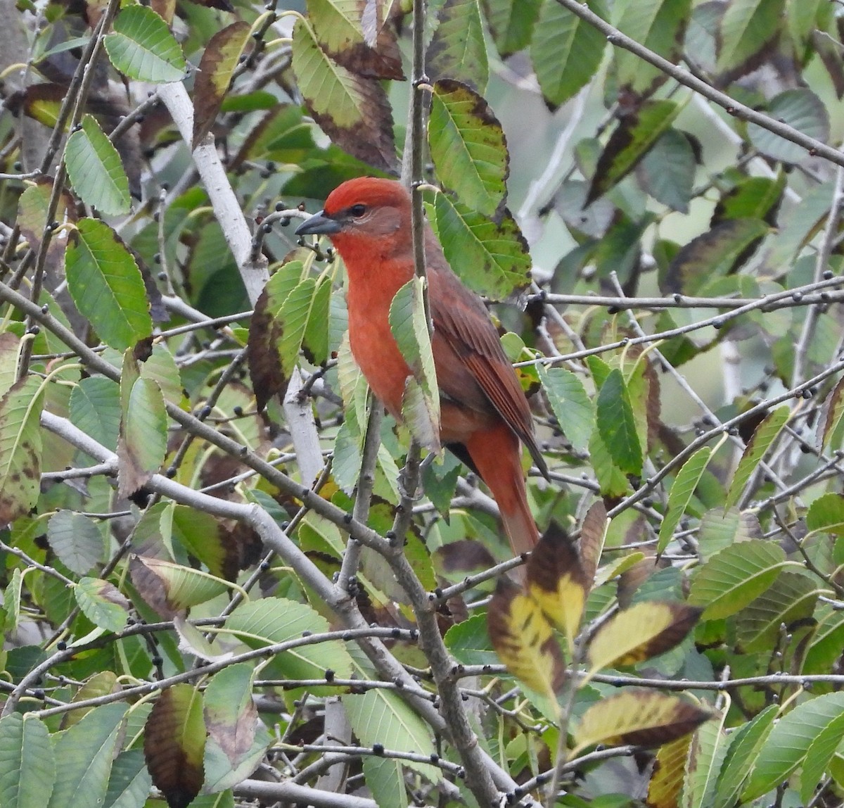 Піранга червона - ML646853207