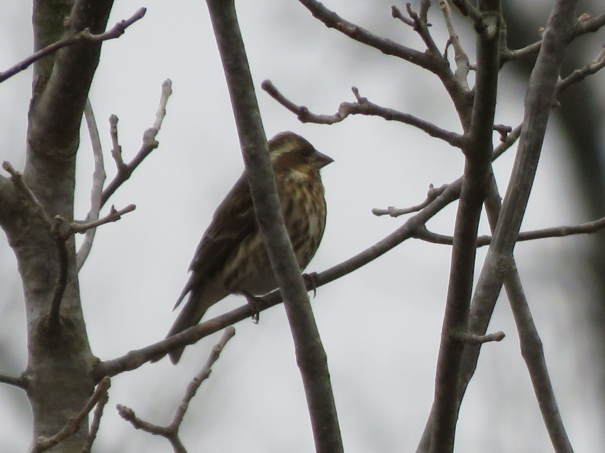 Чечевиця кармінова - ML646853208