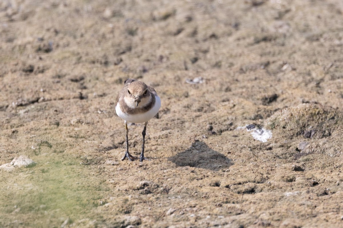 Little Ringed Plover - ML646853209