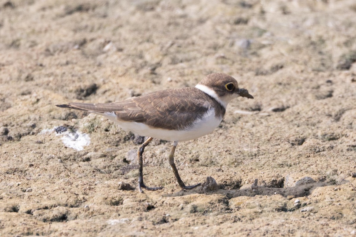 Little Ringed Plover - ML646853210