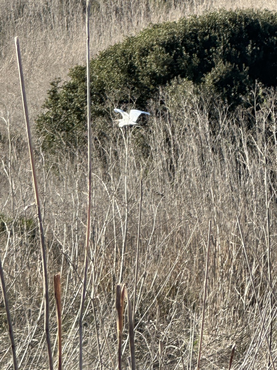 egretthegre - ML646853211