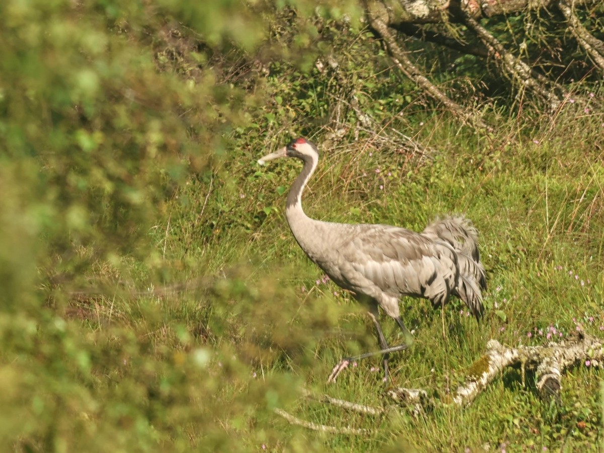 Common Crane - ML646853212