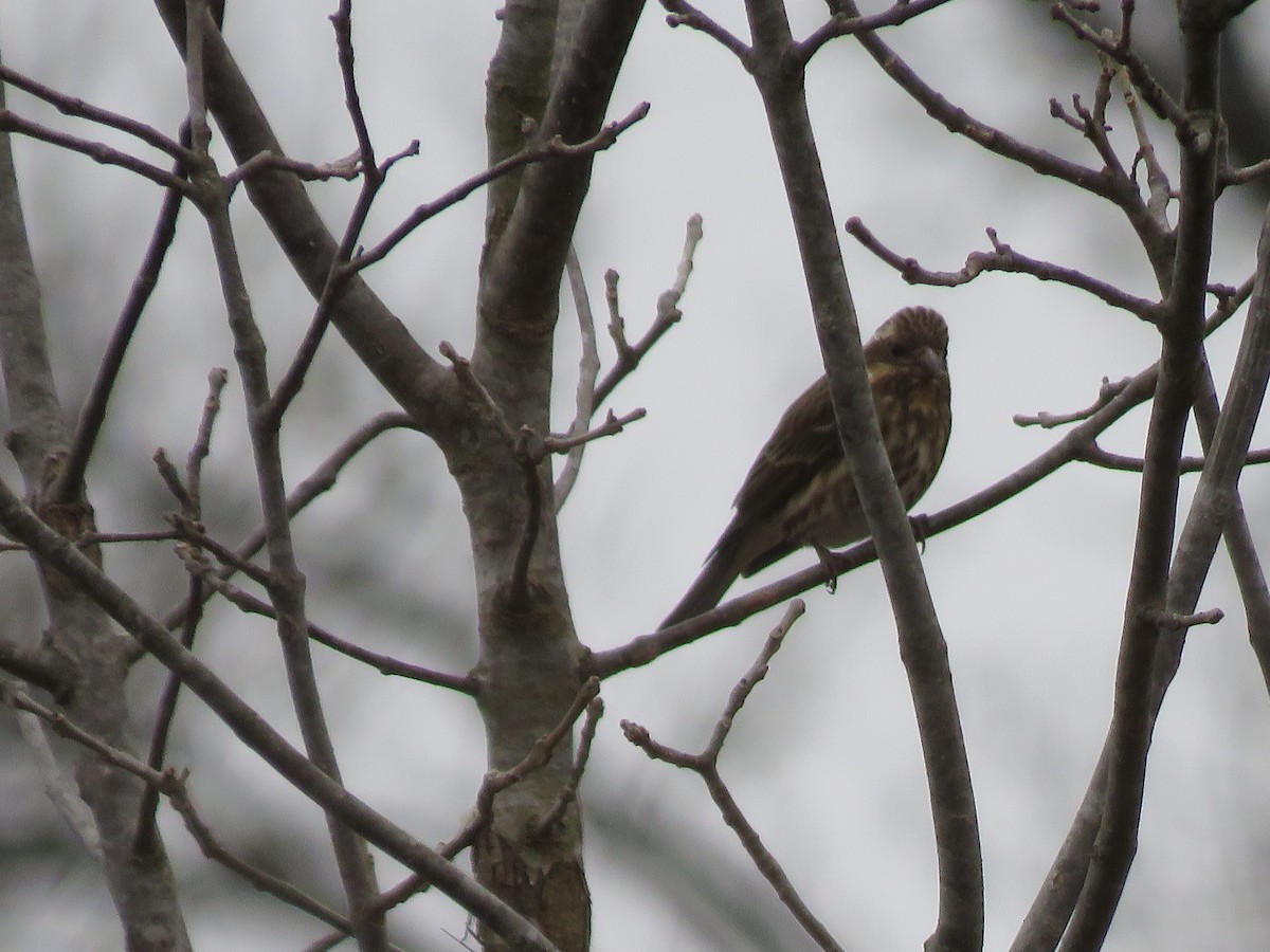 Чечевиця кармінова - ML646853213