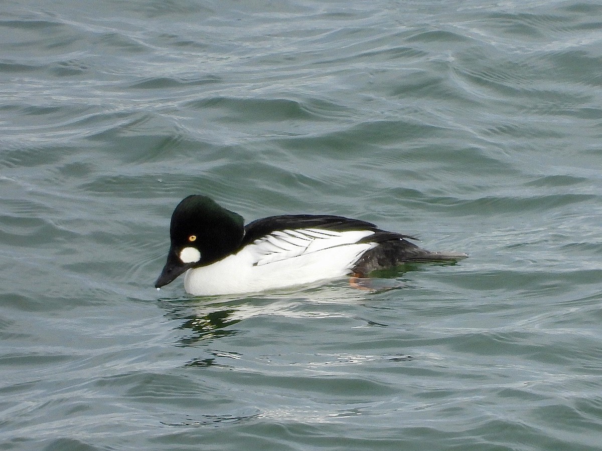 Altıngöz - ML646853214