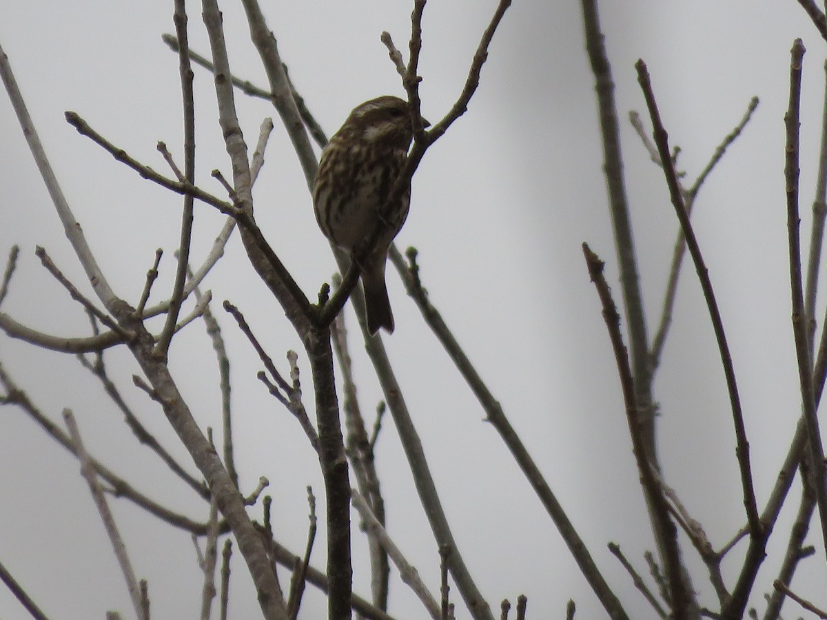 Чечевиця кармінова - ML646853217