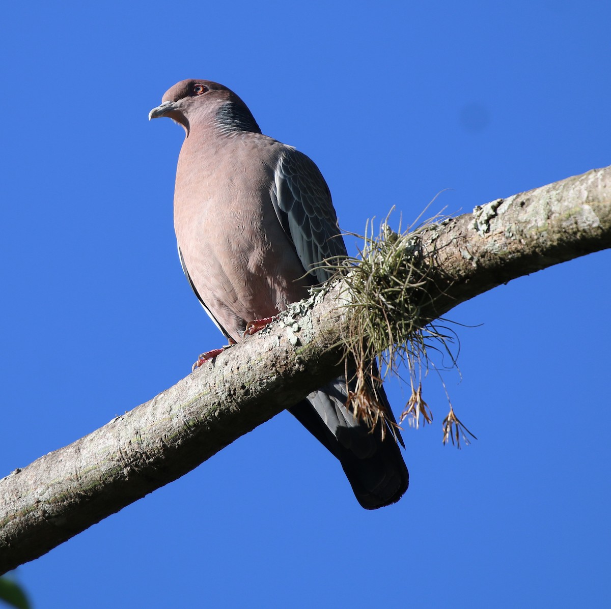 Picazuro Pigeon - ML646853218