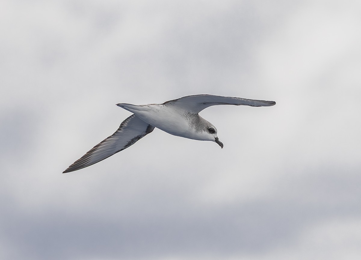 Cook's Petrel - ML646853219