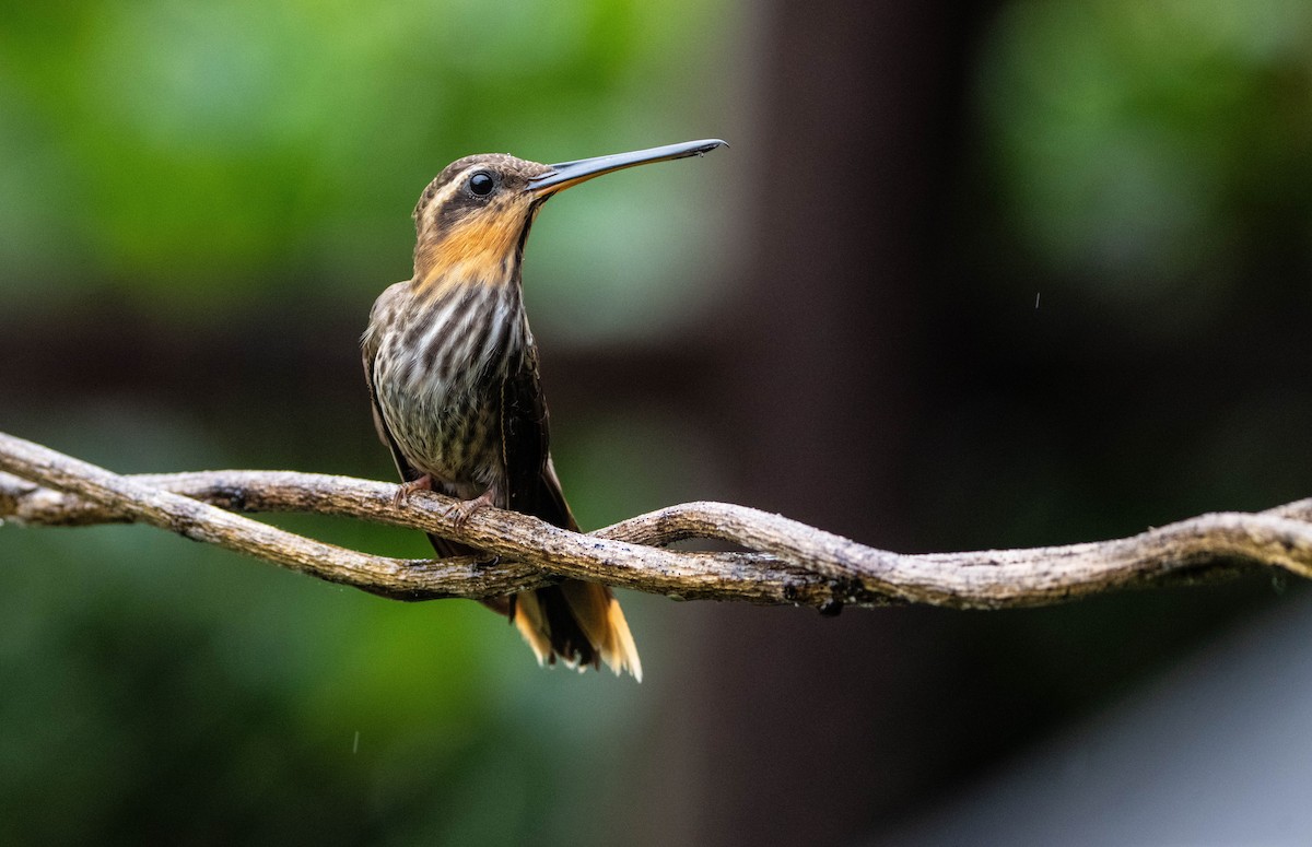 Saw-billed Hermit - ML646853222
