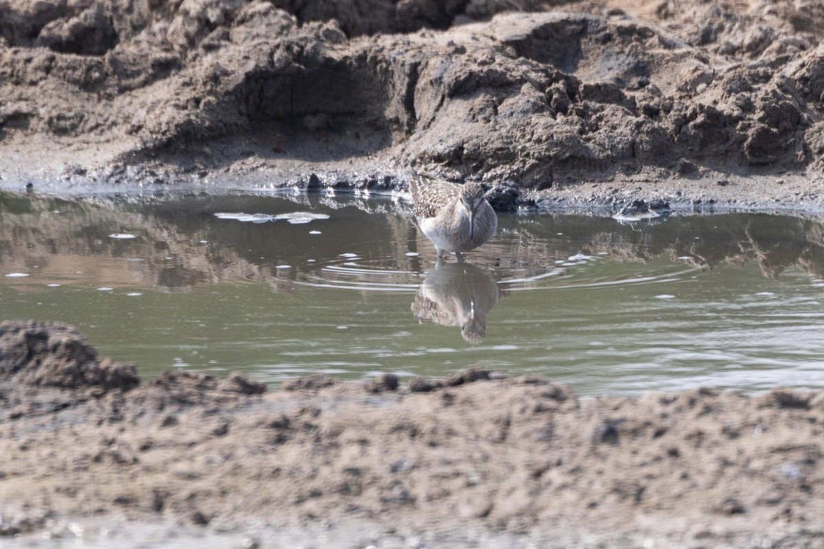 vodouš bahenní - ML646853223