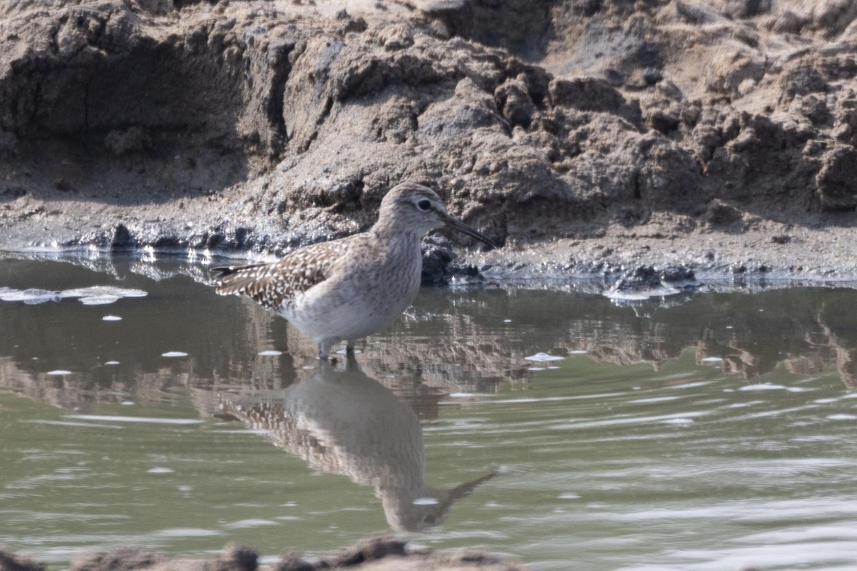 vodouš bahenní - ML646853224