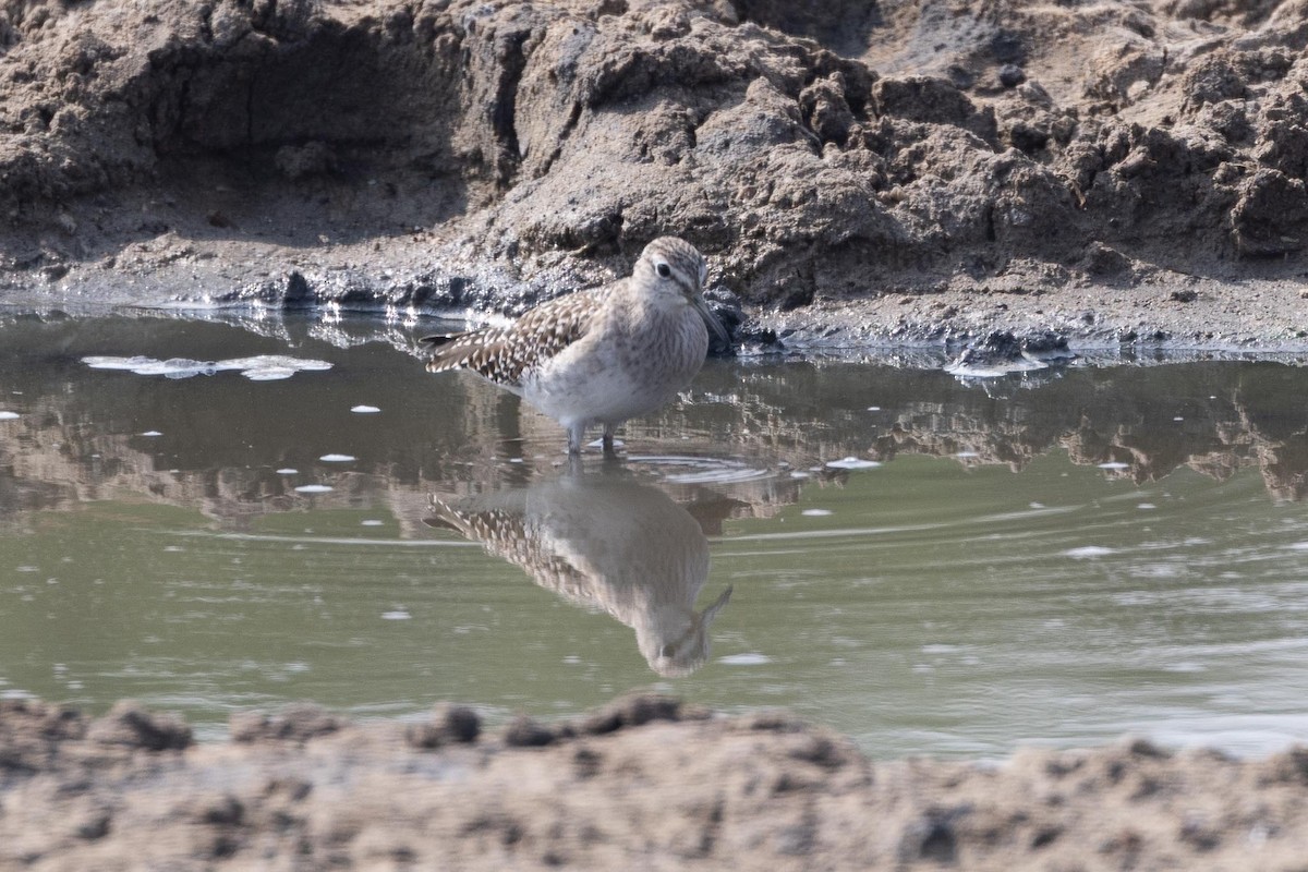 vodouš bahenní - ML646853225