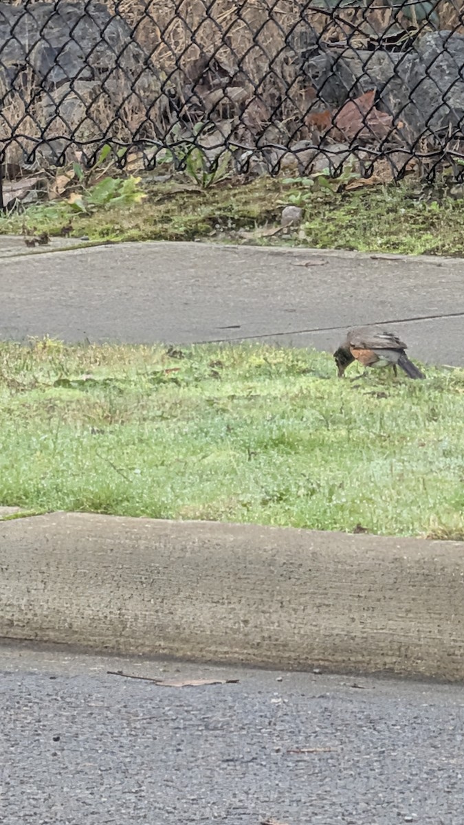 American Robin - ML646853226