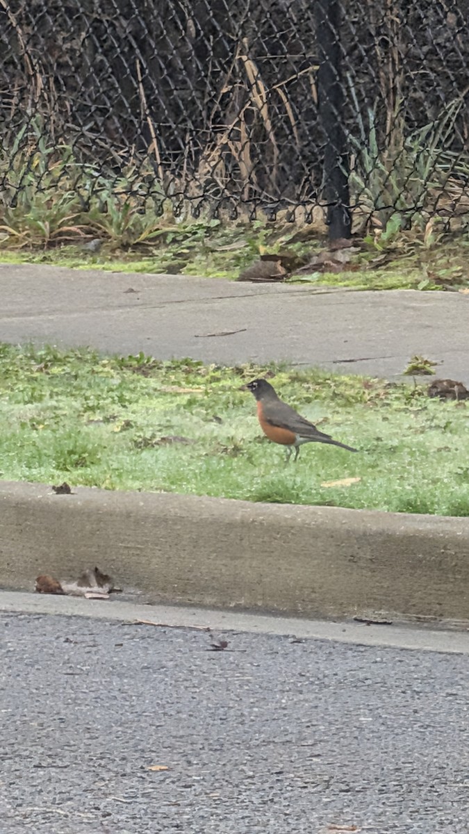 American Robin - ML646853227