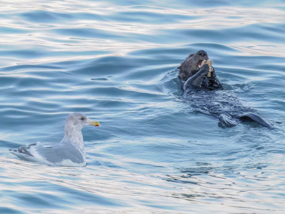 Gaviota de Bering - ML646853228
