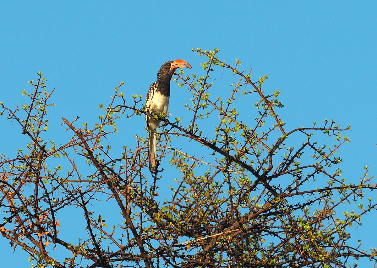 Monteiro's Hornbill - ML646853229