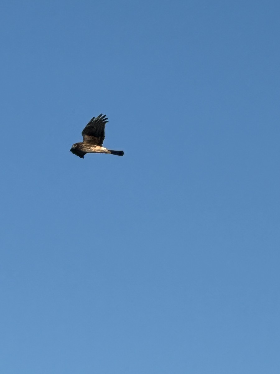 mørkmyrhauk - ML646853230