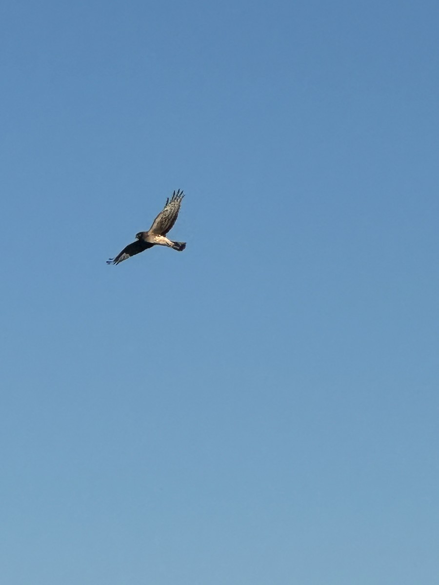 mørkmyrhauk - ML646853231